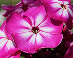 Phlox pan modernart