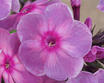 Phlox pan rainbowdancer