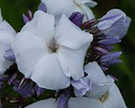 Phlox pan schneerausch