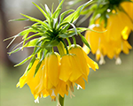 Fritillaria imperialis maximalutea