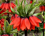 Fritillaria imperialis rubramaxima