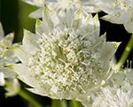 Astrantia whiteangel