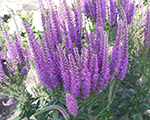 Veronica purpleexplosion