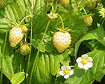 Fragaria vesca yellowwonder