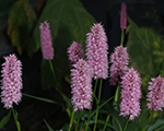 Persicaria bistorta hohetatra