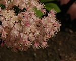 Rodgersia rosenzipfel