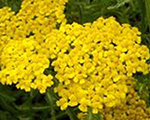 Achillea tomentosa goldenfleece