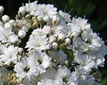 Gypsophila festivalwhiteflare