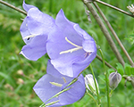 Campanula persicifolia skyline