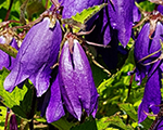 Campanula purplesensation