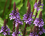 Verbena hastata bluespires