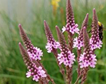 Verbena hastata pinkspires