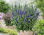 Veronica spicata anniversaryblue