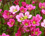 Saxifraga arendsii carpetpink