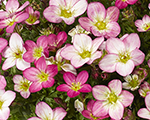 Saxifraga arendsii loftypinkshades