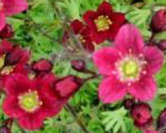 Saxifraga arendsii purpurteppich