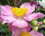 Anemone hupehensis fantasycinderella