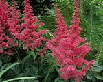 Astilbe aliveandkicking