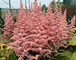 Astilbe censationglitterglamour