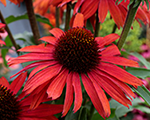 Echinacea fountainred