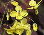 Epimedium perralchicum frohleiten