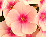 Phlox pan flamesoftpink