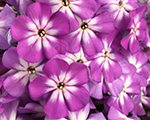 Phlox pan flamevioletcharm