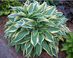 Hosta wolverine