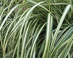 Miscanthus sinensis cabaret