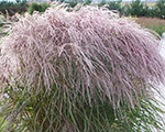 Miscanthus sinensis flamingo