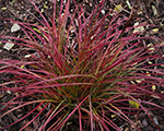 Miscanthus sinensis littlemiss