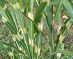 Miscanthus sinensis littlezebra