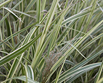 Miscanthus sinensis rigoletto
