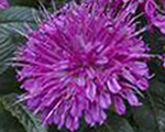 Monarda pardonmypurple