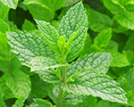 Mentha piperita
