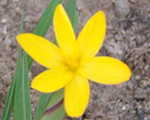 Sisyrinchium macrocarpum