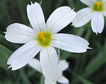 Sisyrinchium angustifolium album