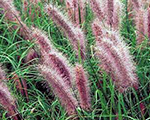 Pennisetum alopecuroides redhead