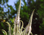 Veronicastrum virginicum album