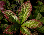 Rodgersia fireworks