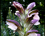 Acanthus hungaricus