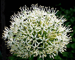 Allium montblanc
