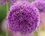 Allium ostara