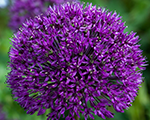 Allium purplesensation