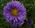 Aster novi belgi zila puspild