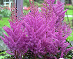 Astilbe nemo