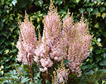 Astilbe lookatme