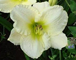 Hemerocallis arcticsnow
