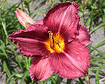 Hemerocallis byzantineemperor