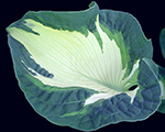 Hosta goldenmeadow